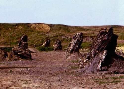 FORESTA FOSSILE near Pian di Cascina - UmbriaWithKids.net (1) FORESTA FOSSILE near Pian di Cascina - UmbriaWithKids.net (1)